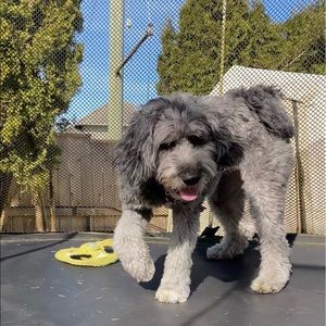 Meet your Posher, Natasha